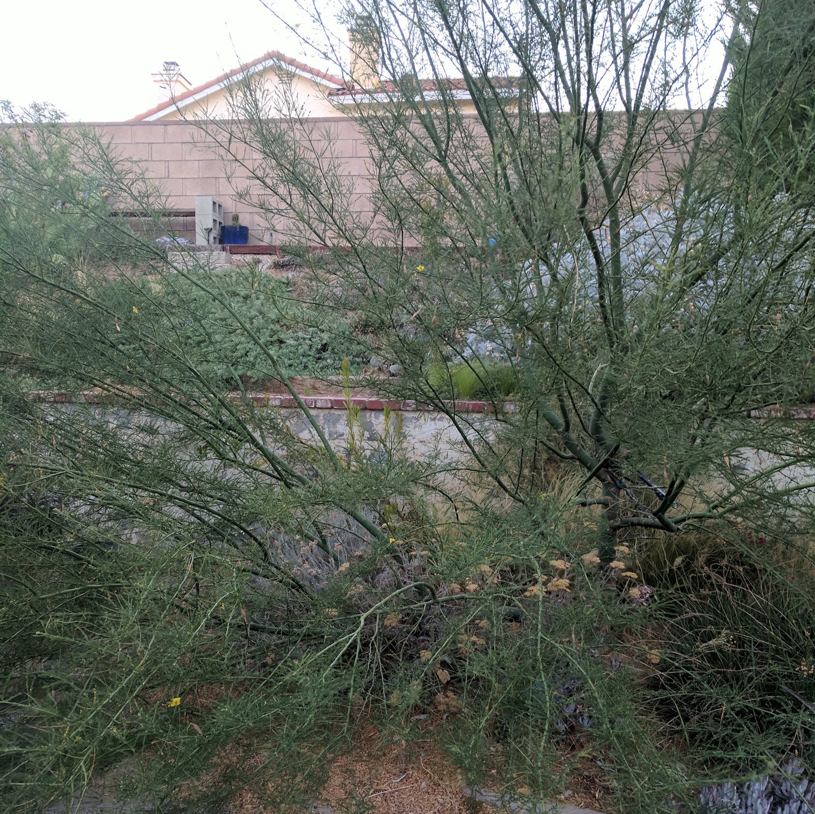 Gardening Turned Up to Eleven Pruning Help Needed For Palo Verde!