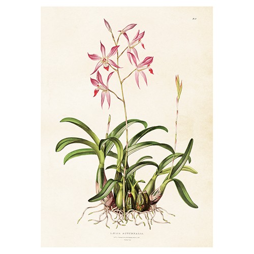 https://www.shabby-style.de/vintage-poster-orchidee