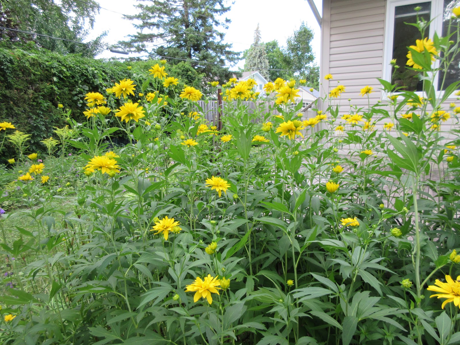 Marlene's Space Late July Flowers in Bloom
