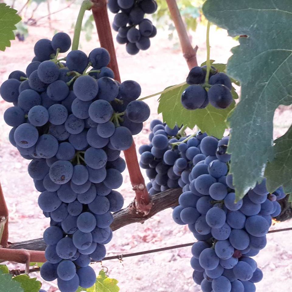 качич виноград. паломино сорт винограда. коломбар сорт винограда. виноград титан. виноград русский конкорд.