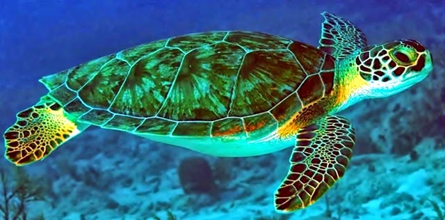 https://2.bp.blogspot.com/-aipPwgnGATY/VC_AWeZpWjI/AAAAAAAAV0U/FCrN5nk6w70/s1600/Tartaruga%2BVerde.jpg