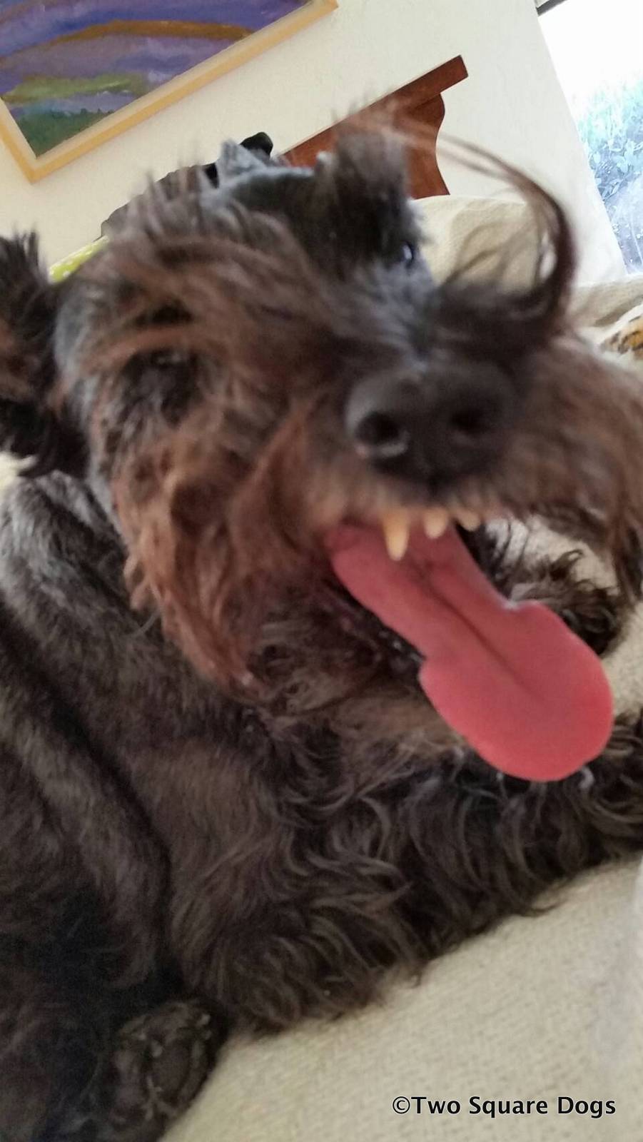 Two Little Square Black Dogs: Square Dog Friday ...