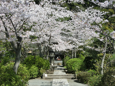 明王院の桜
