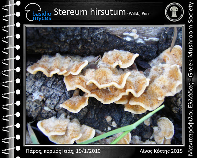 Stereum hirsutum (Willd.) Pers.