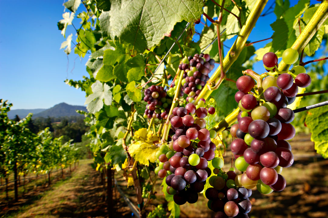 Robin Loznak Photography Grape view