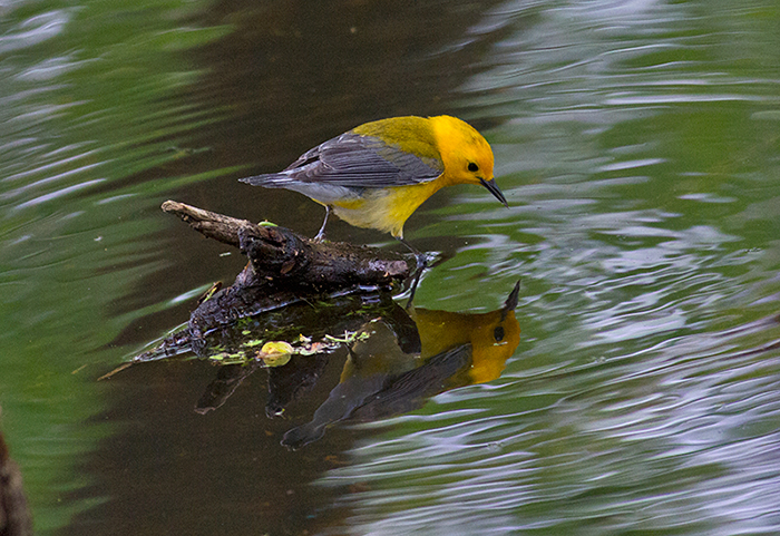 Lost in BIrding: BEST of SPRING 2013: WARBLERS! Ohio (May)