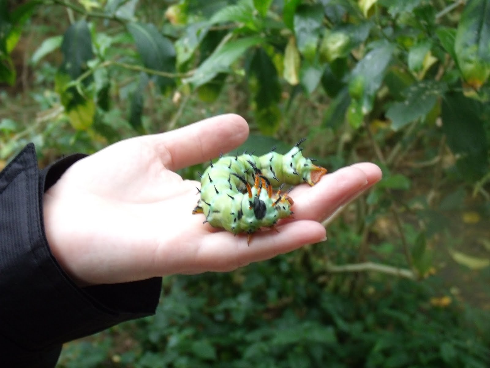 CRYPTOZOOLOGY ONLINE: Still on the Track: CARL'S COOL CATERPILLAR