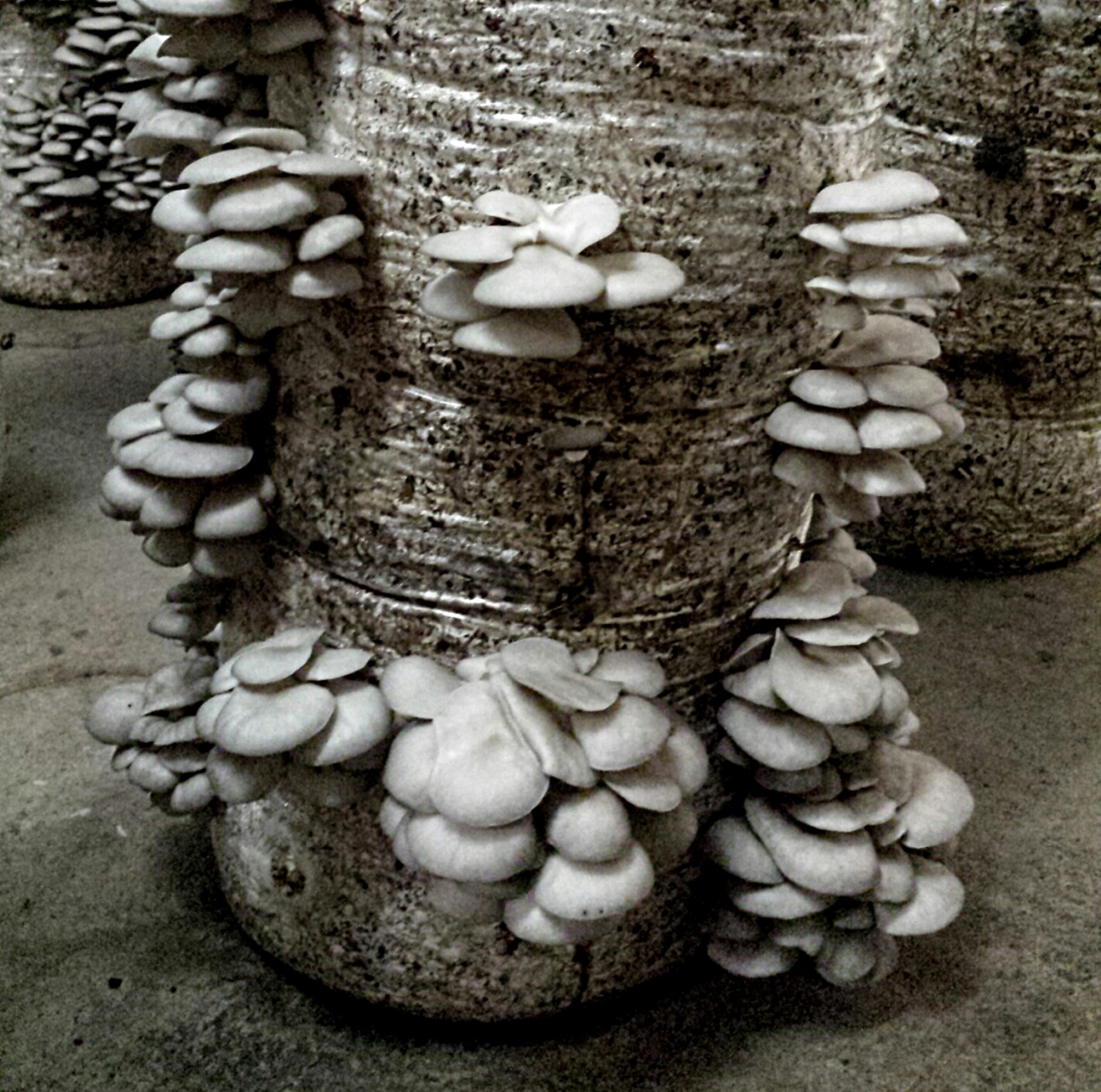 Divinebunbun's Rugged Rural Missouri The Mushroom Farm