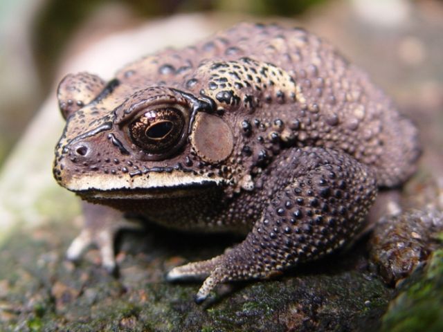 toad license key toad license key