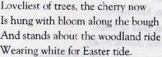 lovelies of trees the cherry now stanza 1 explanation