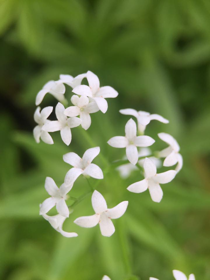 The Natural Naturalist Cleavers vs Sweet Woodruff