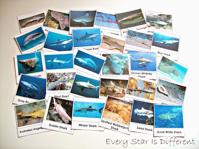 36 Shark Nomenclature Cards