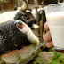 Consumption Of Raw Milk Vs Pasteurized Milk To Remain Healthy And Stay Fit