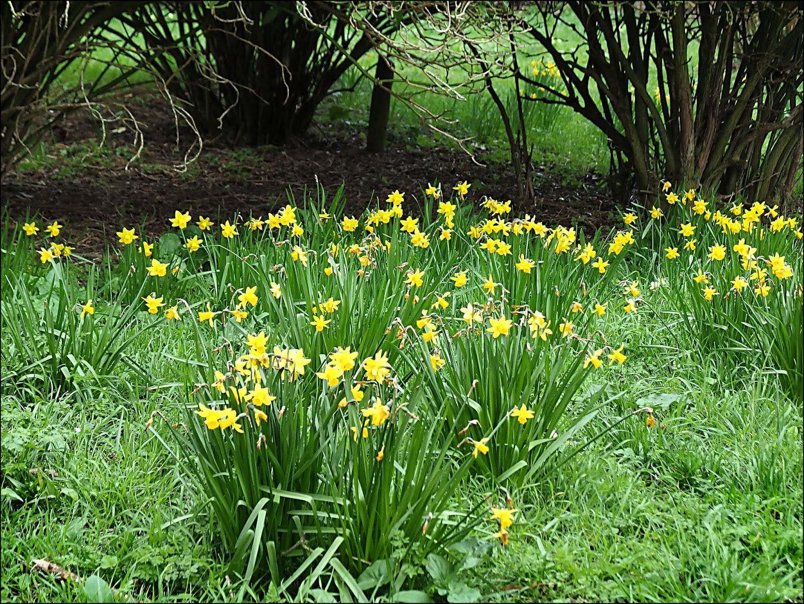 "By Stargoose And Hanglands" March Flower, March Tree