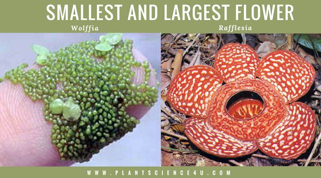 Wolffia and Rafflesia