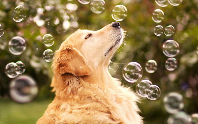 Perro Jugando con Burbujas de Jabon Imagenes de Burbujas