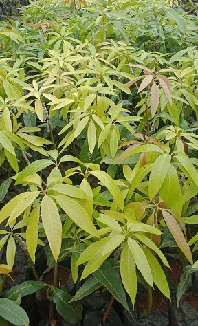 passion fruit farming in Kenya