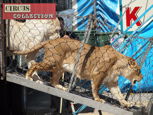 une lionnes dans le tunnel qui relie la cage à la piste du cirque 