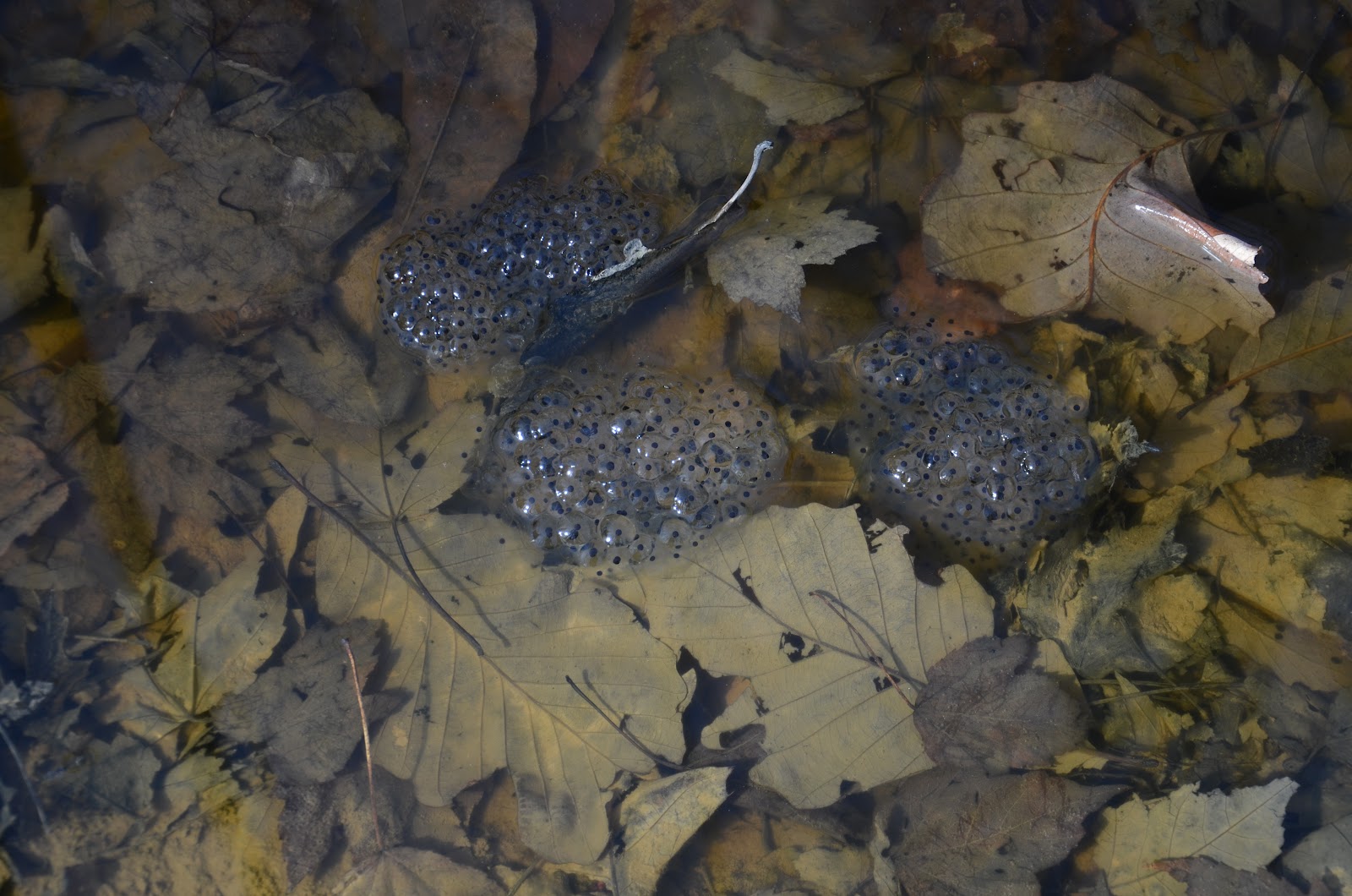 Scherman Hoffman Wildlife Sanctuary: Wood Frog Tadpoles at the Nature