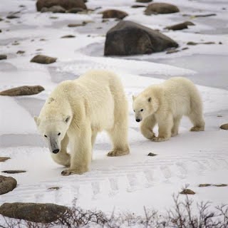 Polar Bear