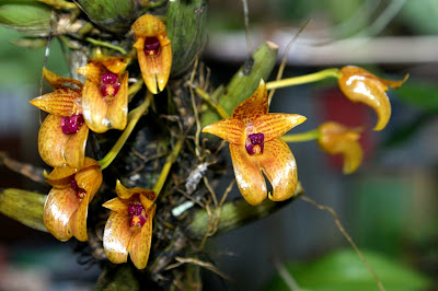 TÌNH YÊU LAN 2 - Page 106 Bulbophyllum+membranifolium+3