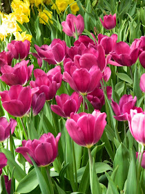 Purple tulips Centennial Park Conservatory 2015 Spring Flower Show by garden muses-not another Toronto gardening blog