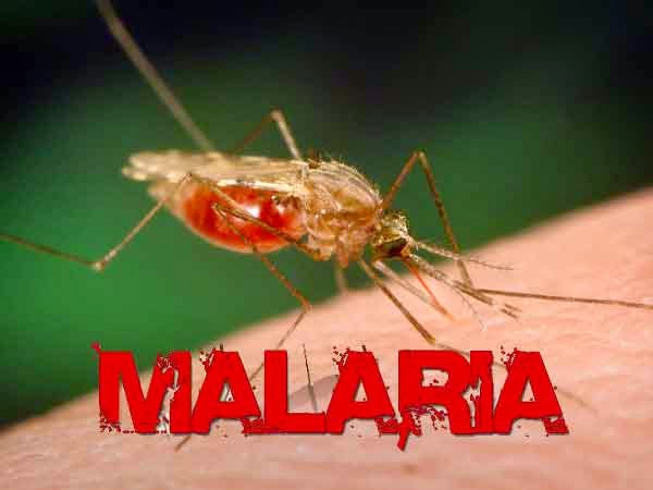 Obat Tradisional untuk Malaria