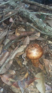  Tricholoma fulvocastaneum (pine mushroom)