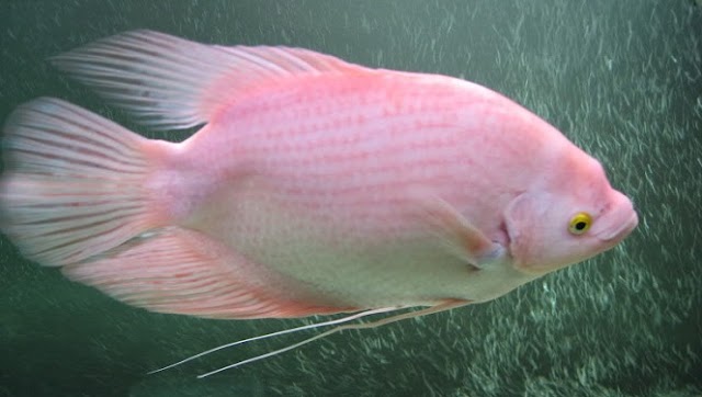 Rahasia Umpan Mancing Ikan Gurame di Kolam