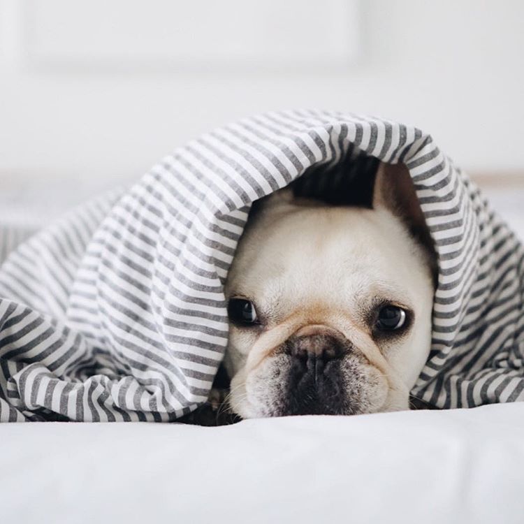 Content in a Cottage Cold Puppy