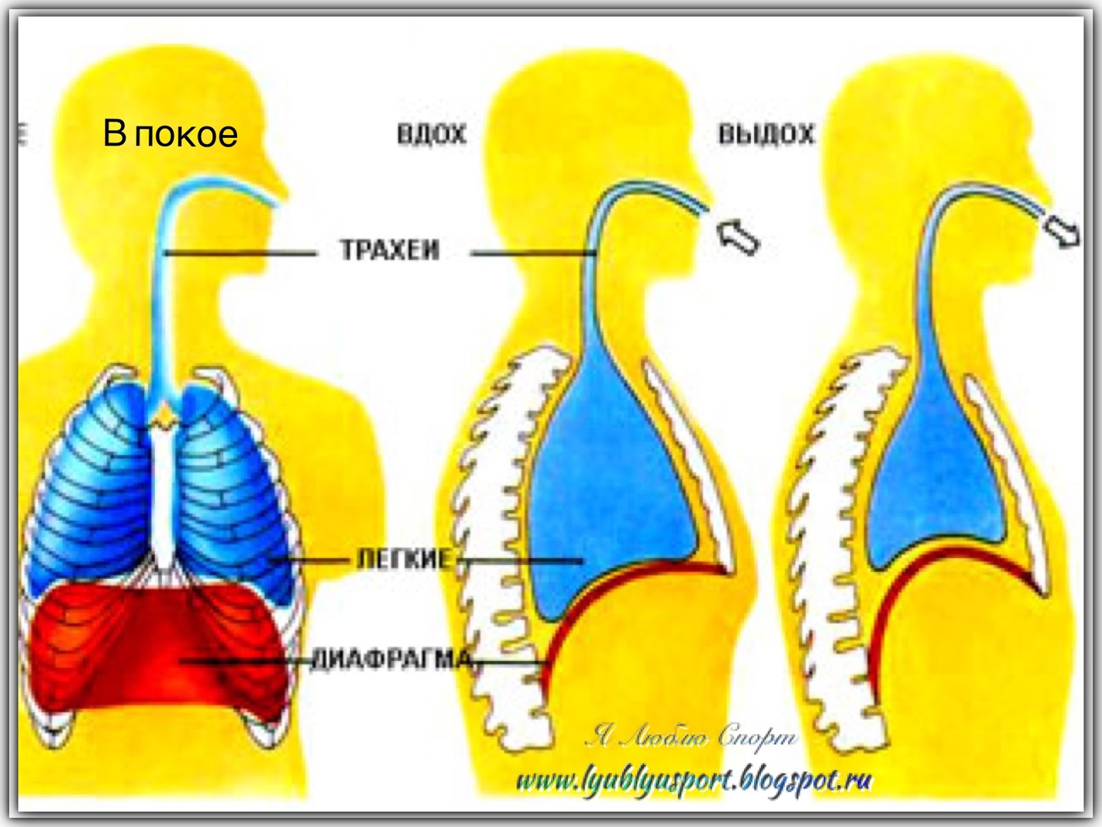 дыхательная техника (диафрагмальное дыхание). упражнение брюшное дыхание. дыхательная техника «брюшное дыхание». дыхание выдох. дыхательный цикл.