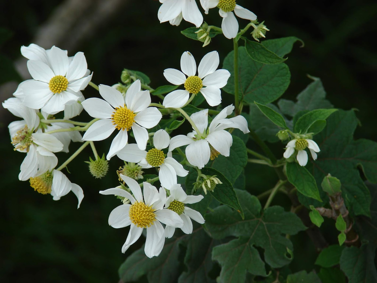 Future Plants By Randy Stewart Pittosporum