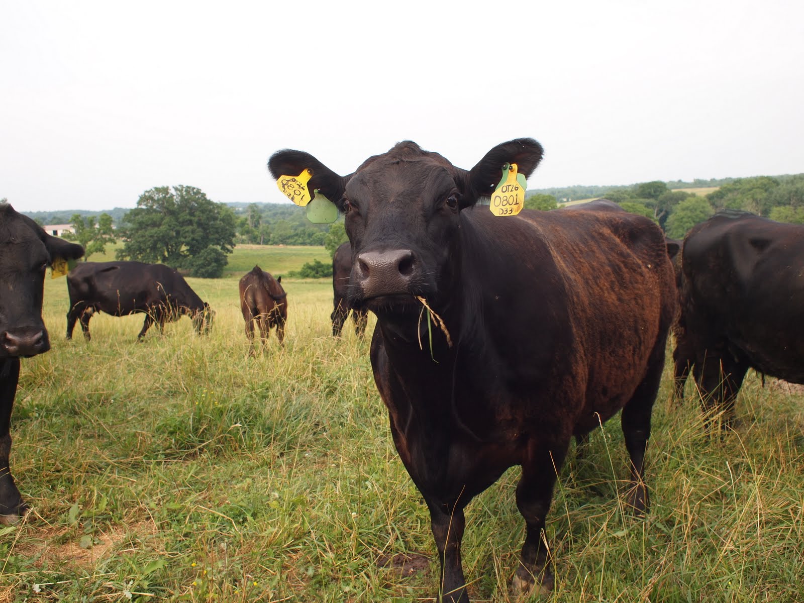 This is Gonna Be Good The Roseda Beef Farm Tour & Cookout