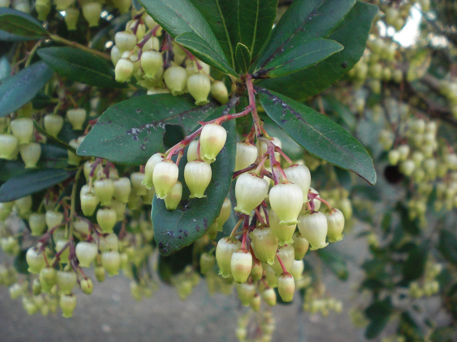 Perfumes y luces de Extremadura: Madroño. Arbutus unedo. Especial Navidad.