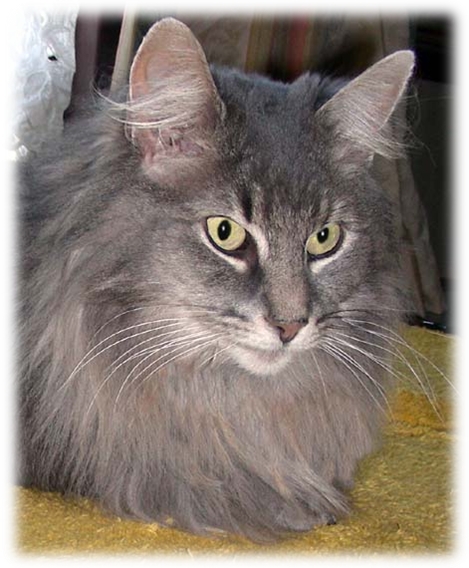 extraloudpurrs: The Ears of the Norwegian Forest Cat