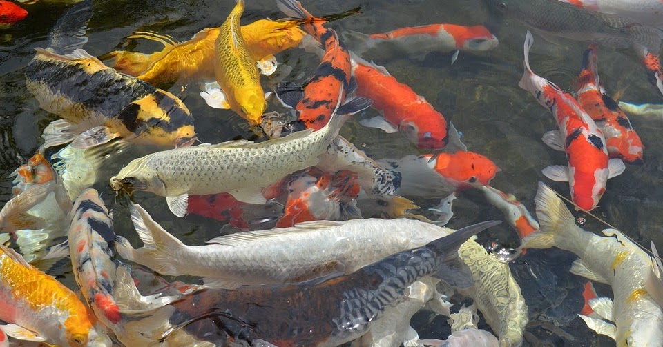 ESIKLOPEDI IKAN KOI DAN ISTILAH KAMUS KOI