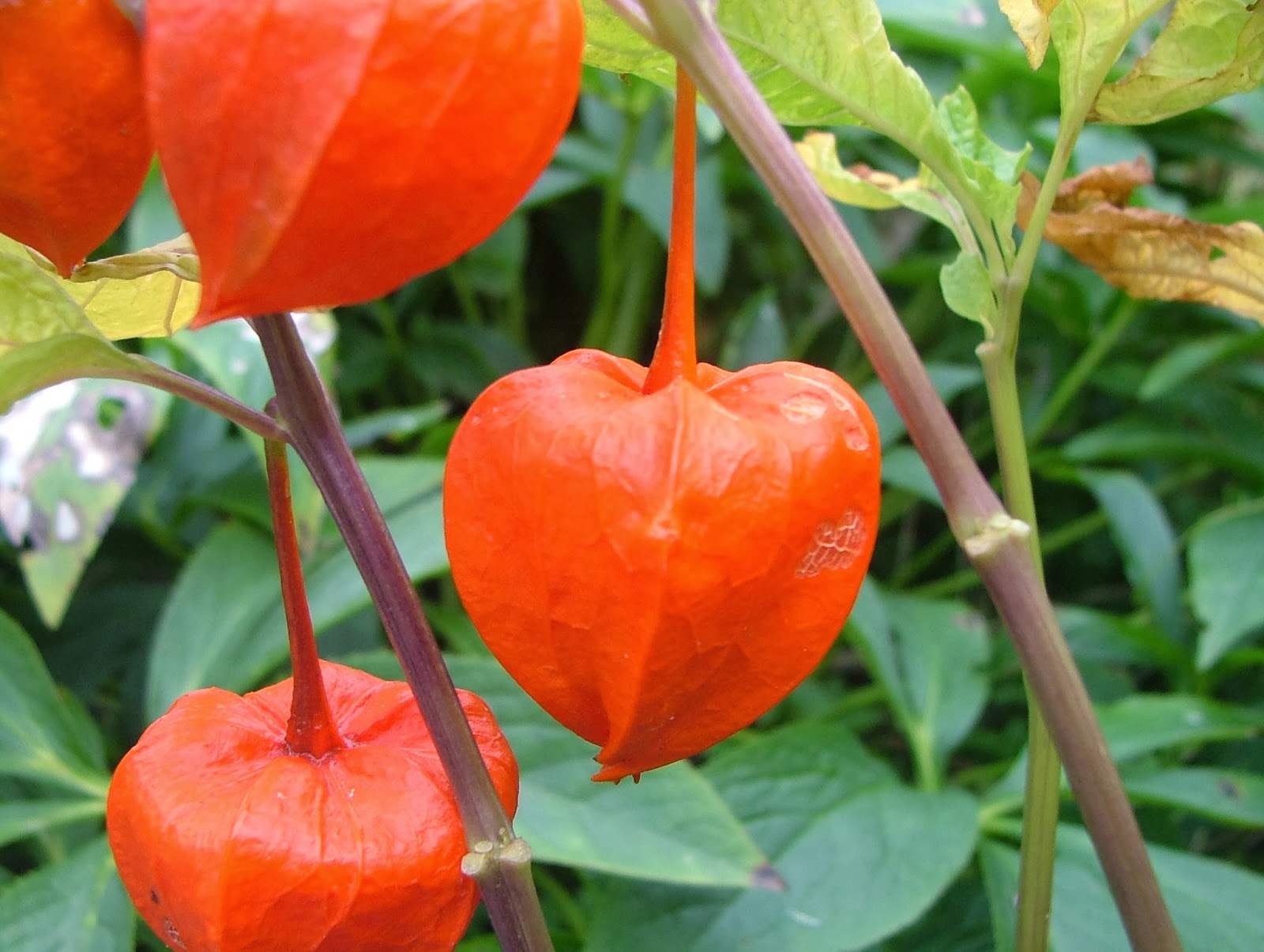 Random Seed Gardener Plant of the week Chinese Lanterns (Physalis