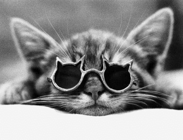 14 Gambar Kucing Pakai Kacamata Lucu Banget Foto Hitam Tumblr