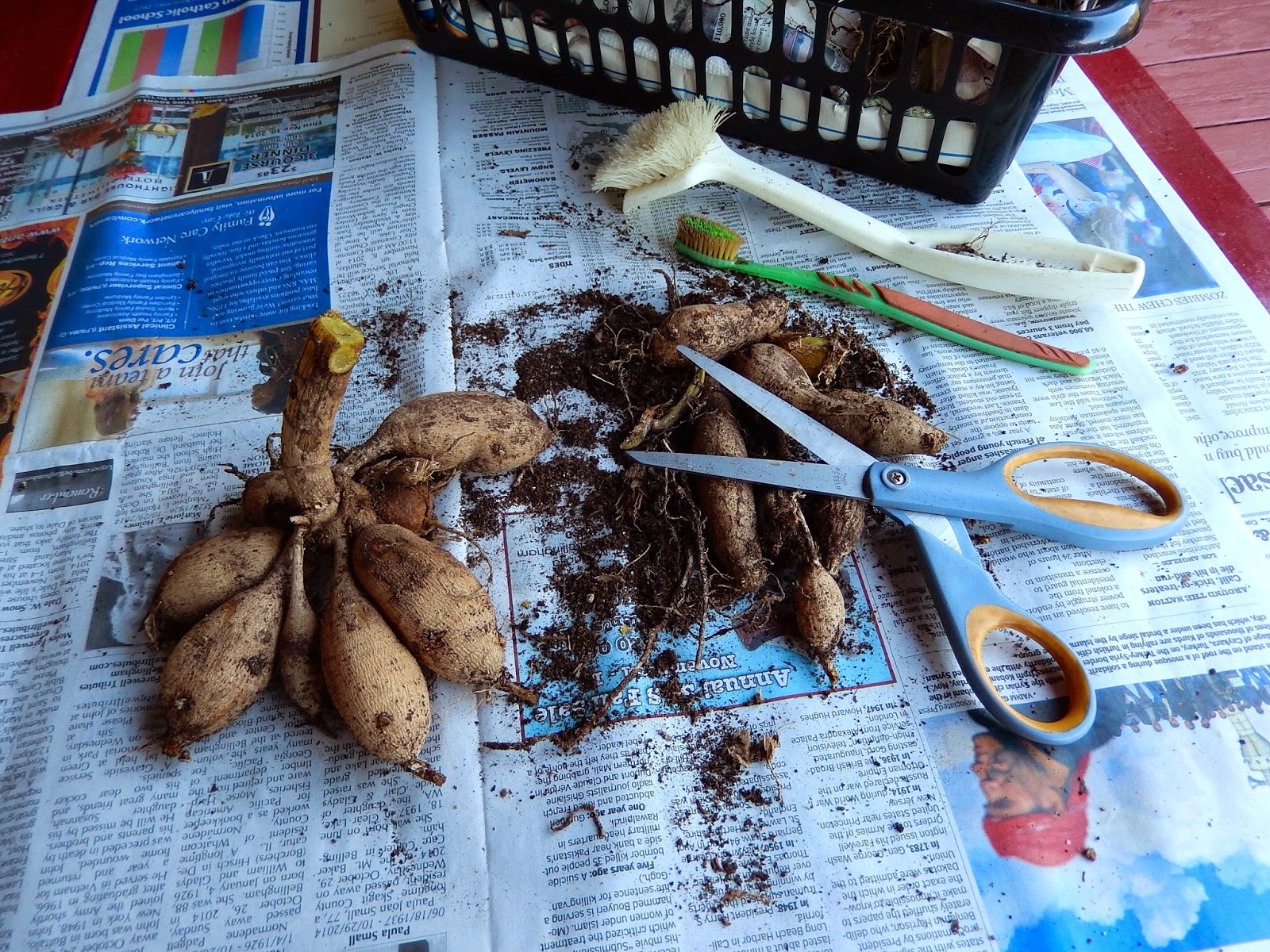 Powell River Books Blog Saving Dahlia Tubers