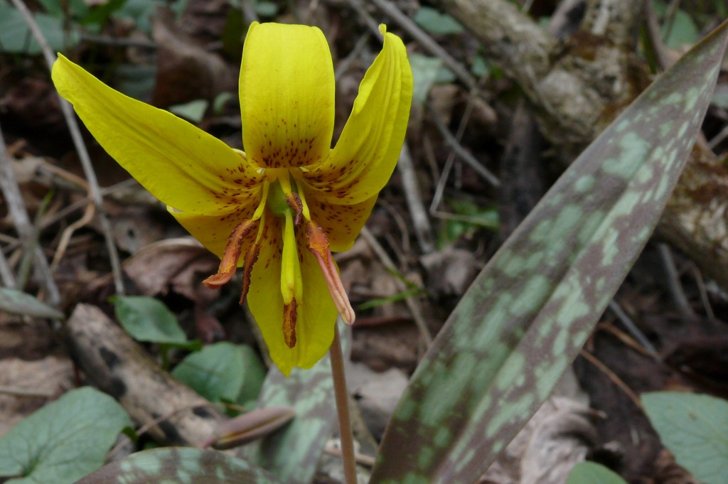 Ohio Birds and Biodiversity Troutlilies