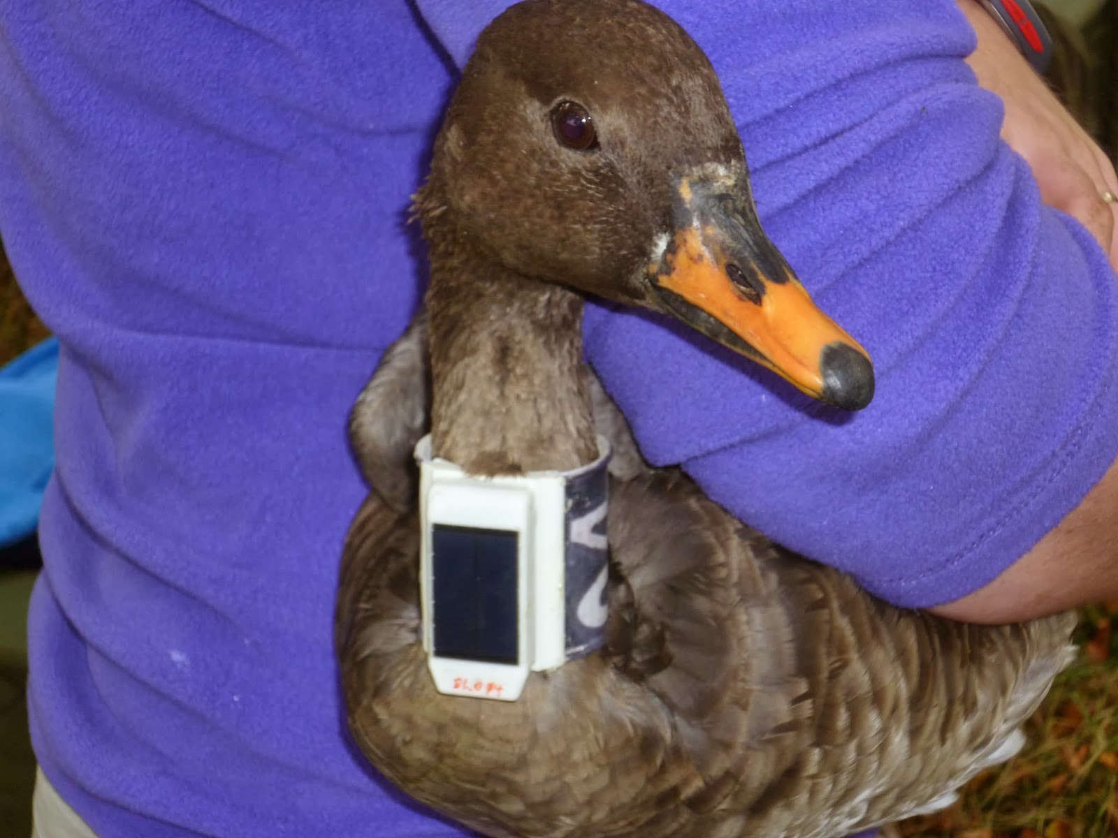 Angus' Bean Goose Blog March 2014