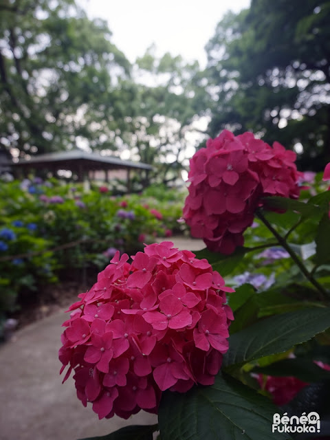 筥崎宮の紫陽花園