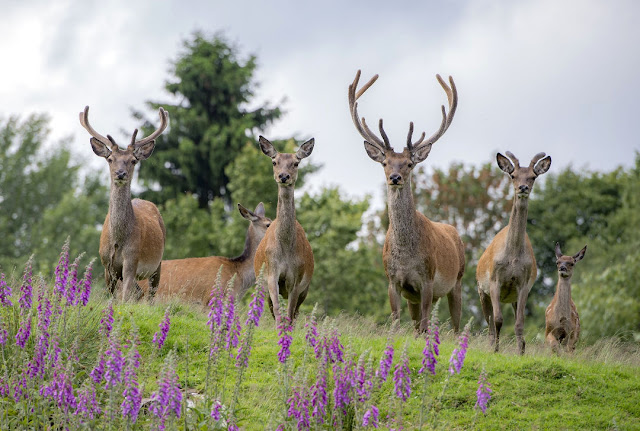 Vom 10. bis 18. November findet in der Region Saar-Hunsrück die Wildwoche Saar-Hunsrück statt