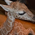 Le bébé girafe n’a pas survécu à Bellewaerde Park