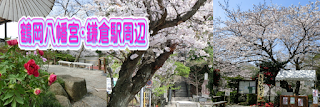 鶴岡八幡宮・鎌倉駅周辺の桜
