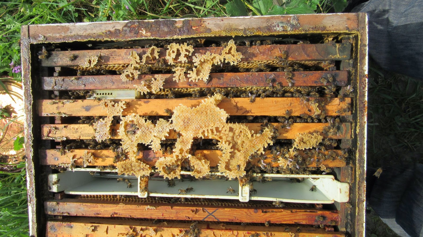 ARICI ALİ TÜRK VE ARICILIK BİLGİLERİ: ARICILIK VE MART AYININ YARISI...