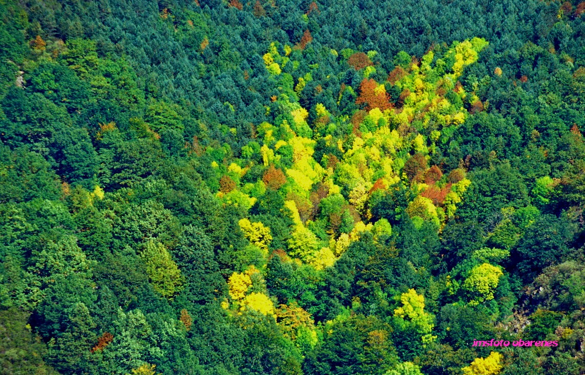 MONTES OBARENES ENTORNO Y VIDA Bosque de montaña. Colores