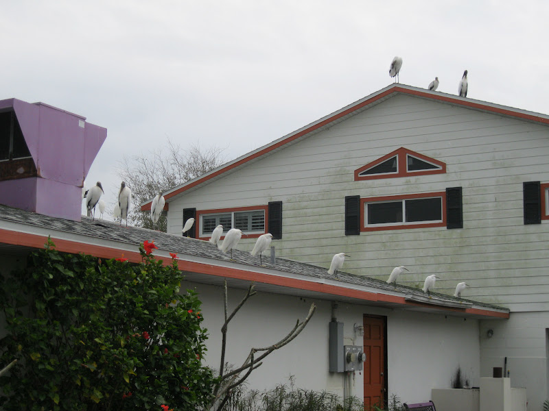 Big Daddy Dave Fresh Fish! New Smyrna Beach FL