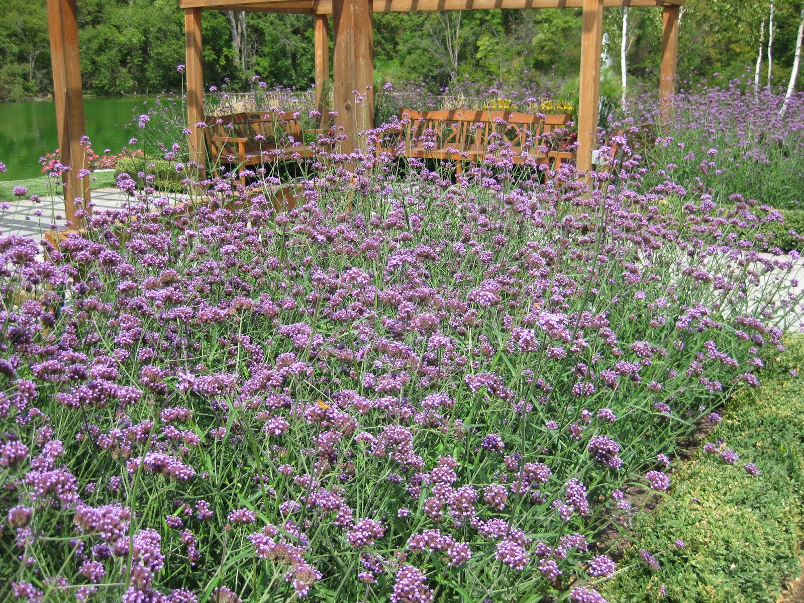 Look For The Meteor Shower Verbena Rotary Botanical Gardens Look For The Meteor Shower Verbena