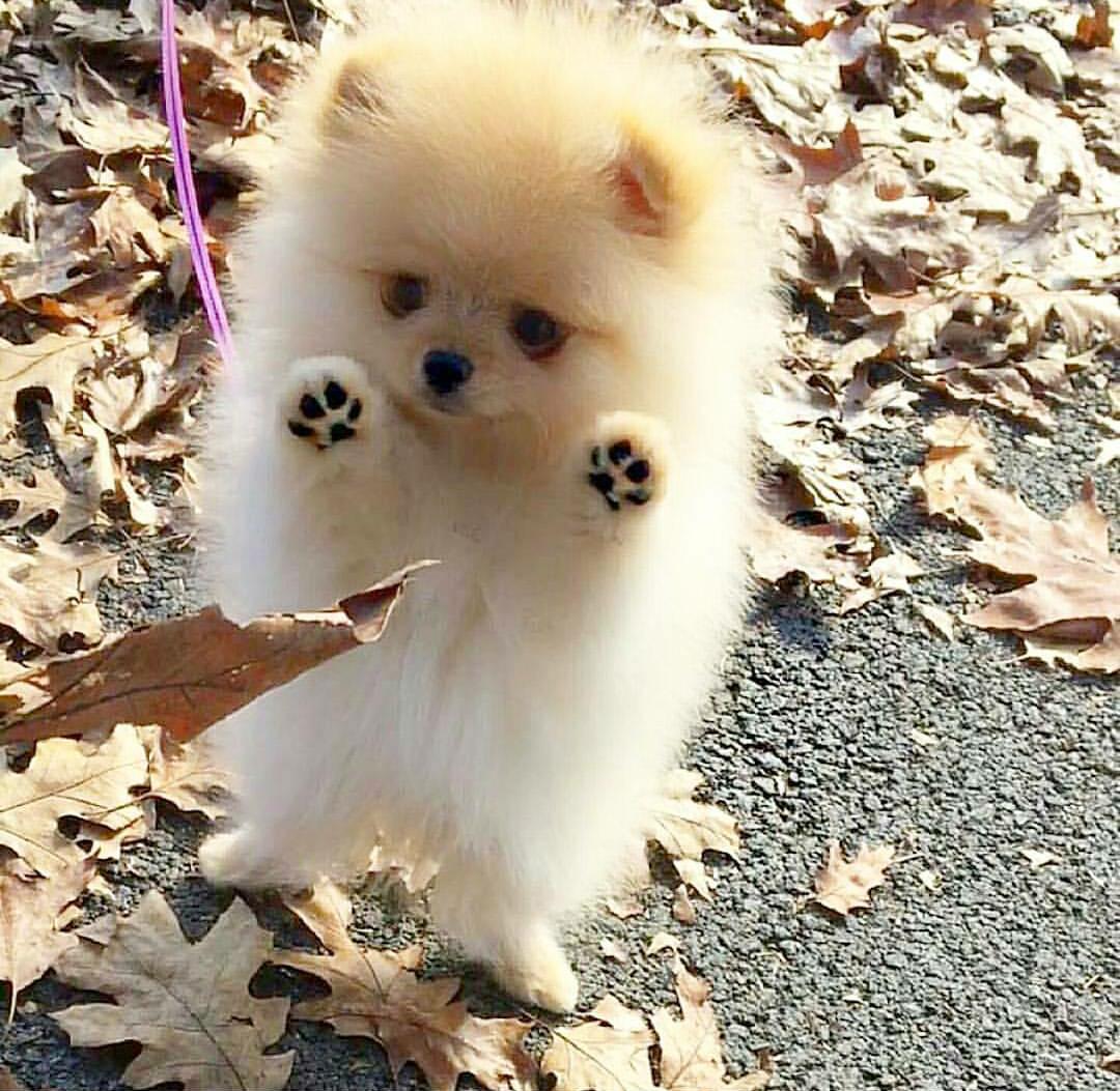 Cute Dogs Part 126 50 Pics Amazing Creatures cute-dogs-part-126-50-pics-amazing-creatures